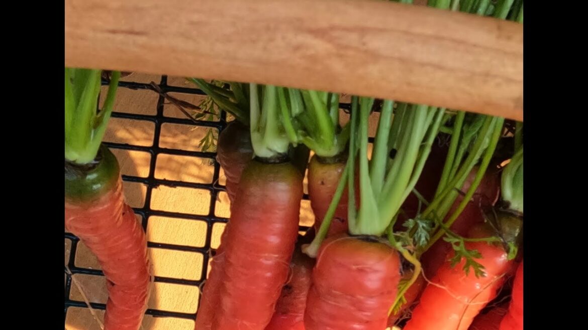 Harvesting Carrots From Containers Harvesting Carrots From Containers