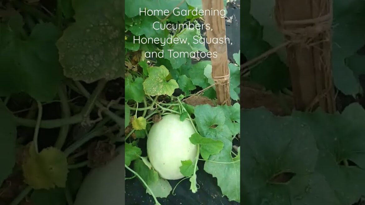 Home Gardening Vegetables and fruits