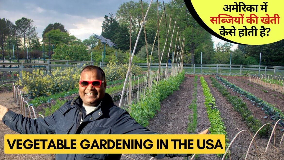 अमेरिका में सब्जियों की खेती कैसे होती है? Vegetable Gardening/ Kitchen Gardening in USA अमेरिका में सब्जियों की खेती कैसे होती है? Vegetable Gardening/ Kitchen Gardening in USA