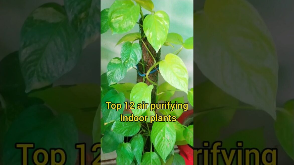 Top 12 Air Purifying Plants For Indoor Area #gardeningtips #shortvideo #viral #shorts