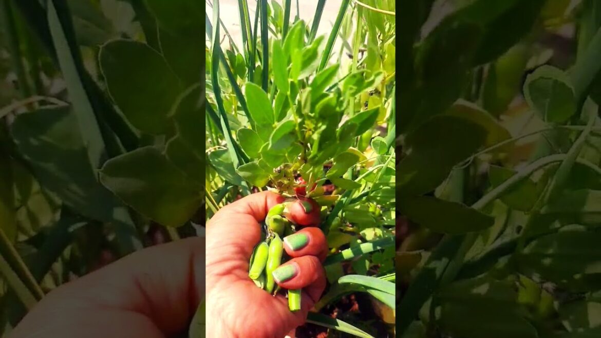🤏🤏खा लो हम तैयार है 😁Harvesting vegetable #gardening #shorts