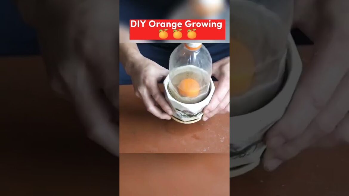 DIY Orange 🍊 Growing Very Easy #shortvideos #howto #orange