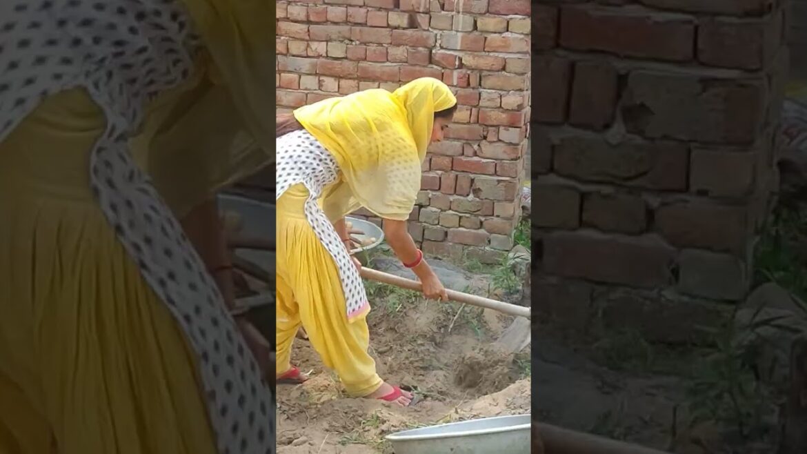 potato Gardening||vegetable gardening||field||Home vegetable gardening ideas#viral#shorts#shortvideo