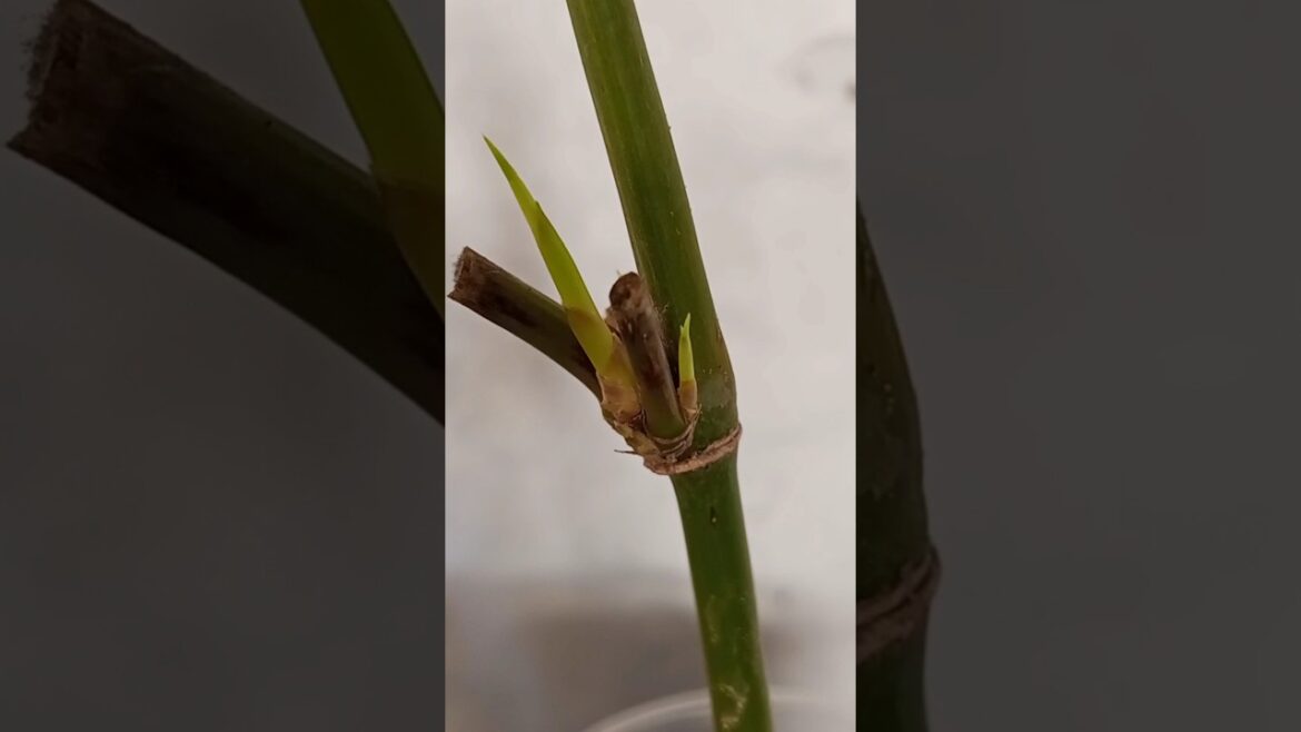 Bamboo growing tips #shorts #short #youtubeshorts #gardening Bamboo growing tips #shorts #short #youtubeshorts #gardening