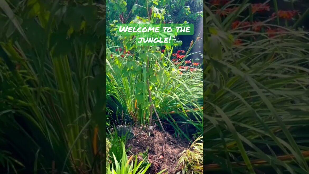 OVERGROWN ZEN GARDEN!! OVERGROWN ZEN GARDEN!!