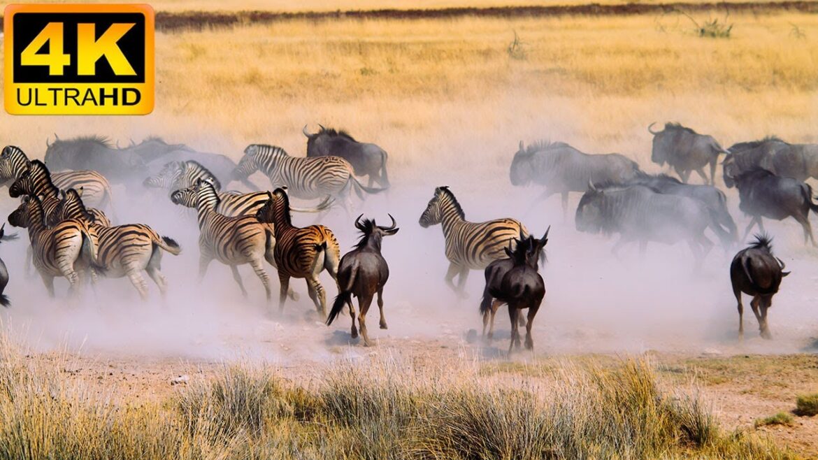 4K African Animal: Etosha National Park, Namibia – Amazing African Wildlife Footage with Real Sounds 4K African Animal: Etosha National Park, Namibia - Amazing African Wildlife Footage with Real Sounds