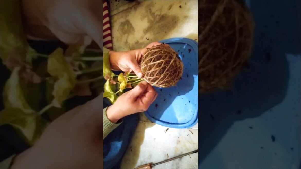 KOKEDAMA STEP BY STEP/Japanese moss ball #gardeningtips #viral #shortvideo