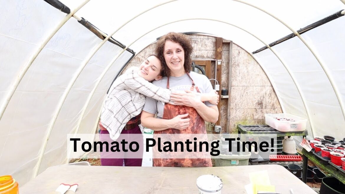 Time to Start Our Tomato Seedlings – One Step Closer to Summer Gardening! Time to Start Our Tomato Seedlings - One Step Closer to Summer Gardening!