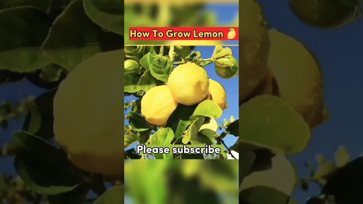 Growing Lemon 🍋 From Seeds | Very Easy 😋 #lemon #shortvideos #howto