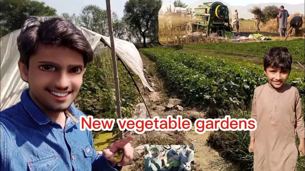 New Vegetable gardens😎 | New year New Vegetable | #vlogpakistan #pakistanvillagelife #vegetables
