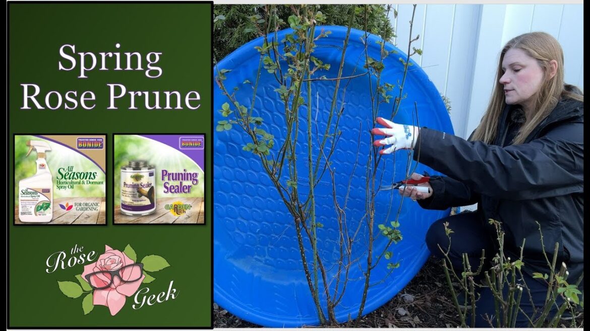 🌹 Spring Rose Prune / zone 7b MD / Bonide Giveaway / Organic Gardening 🌹 Spring Rose Prune / zone 7b MD / Bonide Giveaway / Organic Gardening