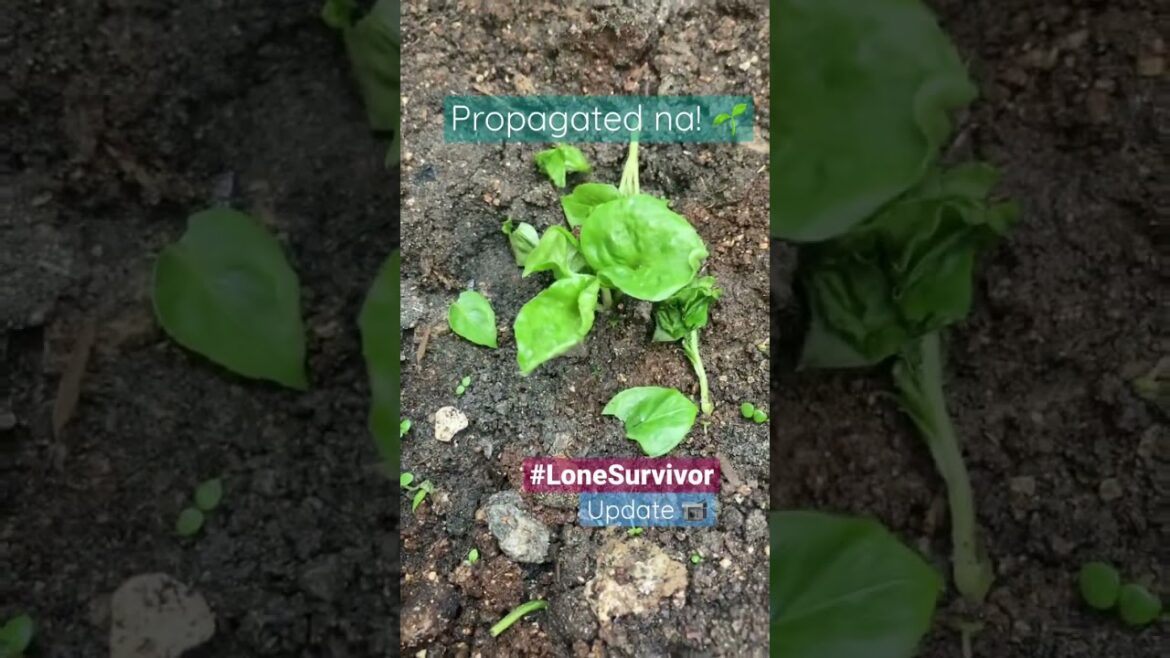 #Brazilian #Spinach🪴🌱 - #Lone #survivor - #update 📹 Berdeng Komunidad