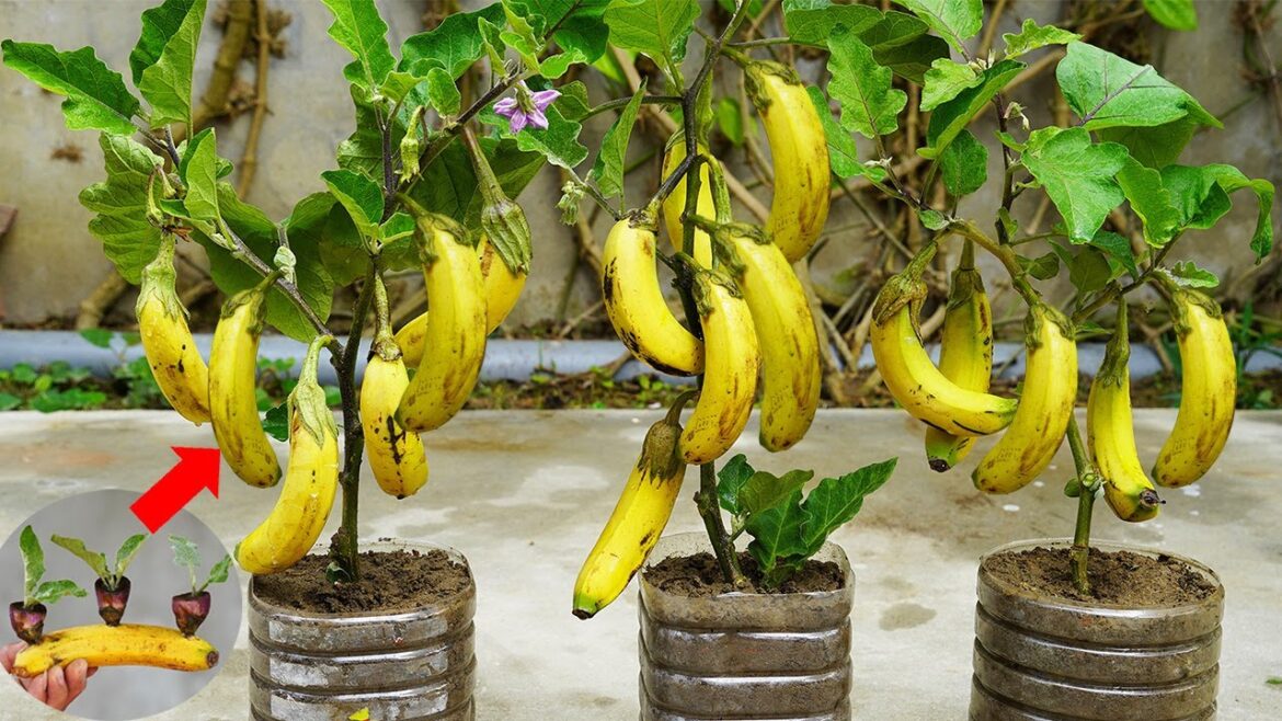 Surprised With How To Grow Eggplant With Banana | Growing Eggplant At Home Surprised With How To Grow Eggplant With Banana | Growing Eggplant At Home
