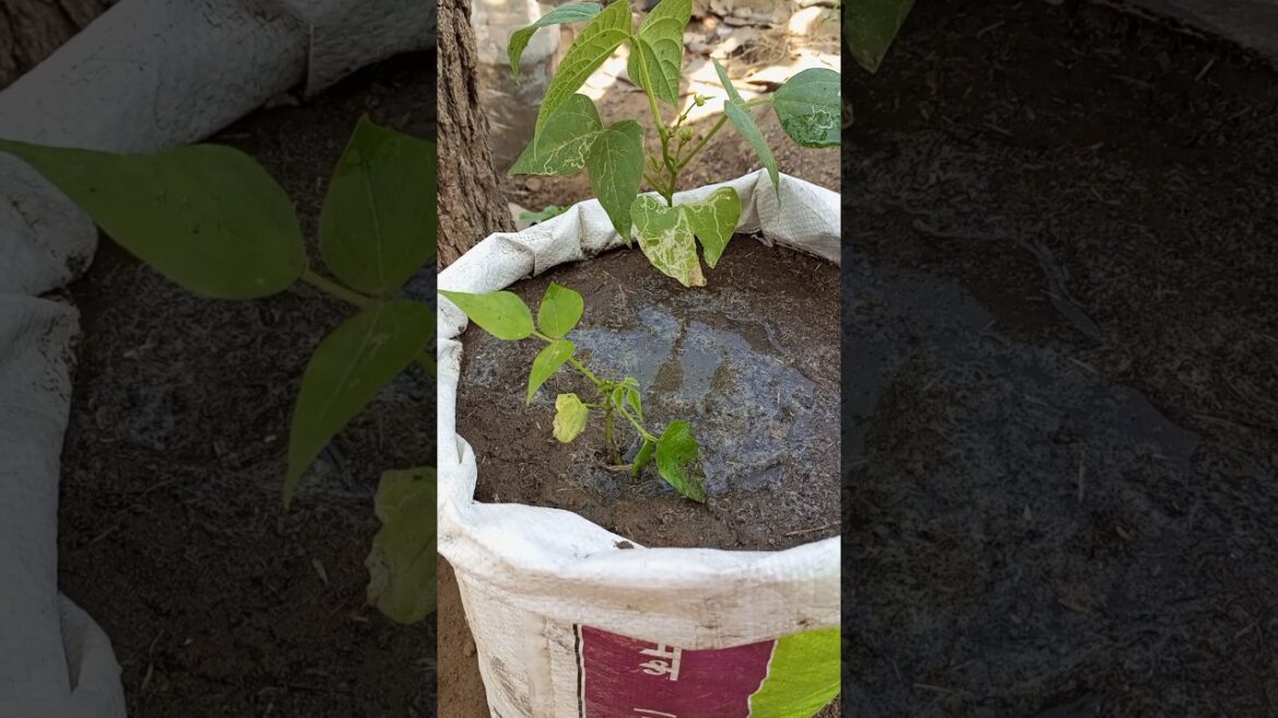 beans #shorts #short #gardening #youtubeshorts #garden #bean