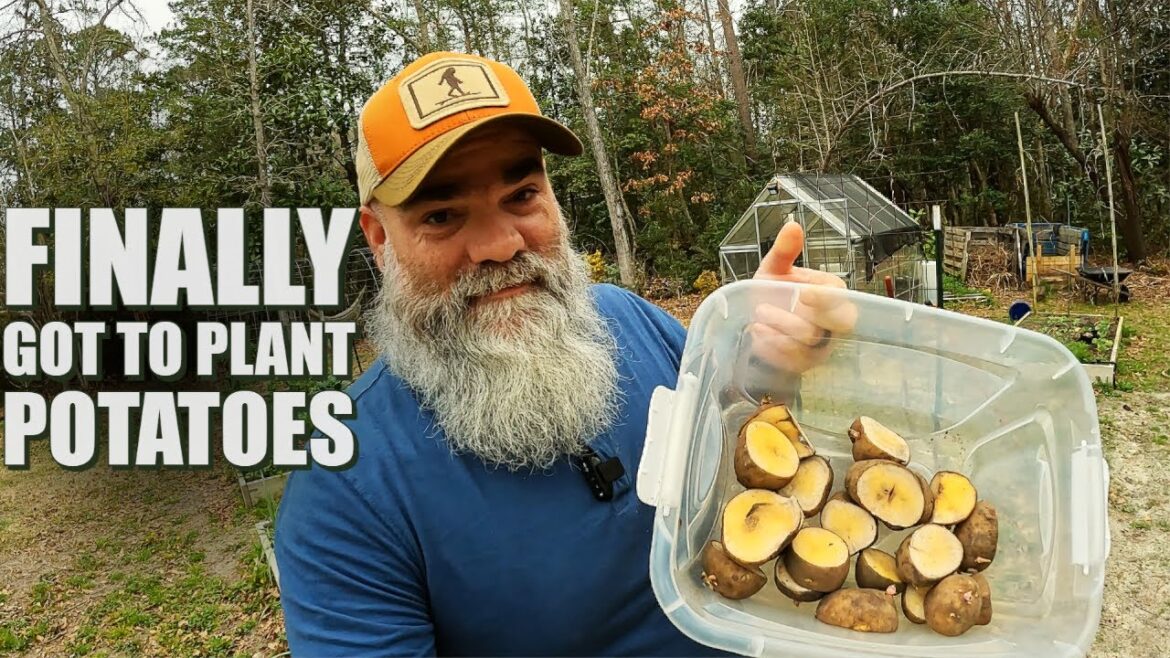 Planting potatoes better late than never and harvesting