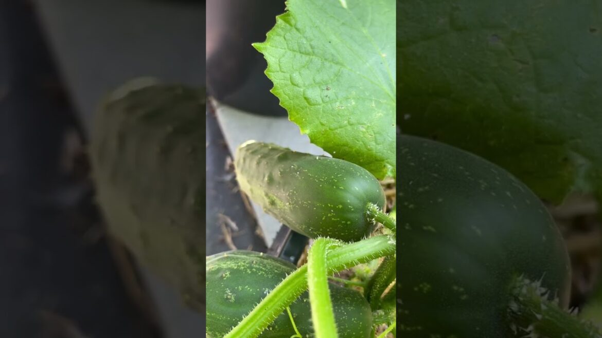 A Container Garden in New England #shorts #short