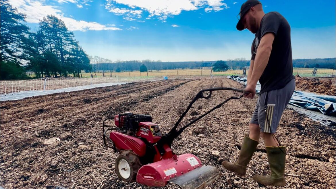 Should You Till Your Garden? Here Is Why It Might Make Sense