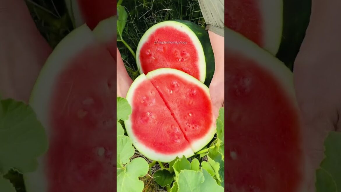 Fruit Cutting Seedless WATERMELON 🍉😱 #shorts #fruitcutting #satisfying #fruit #food #watermelon