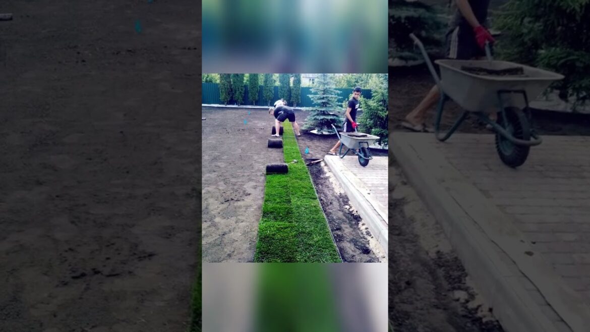 Front yard makeover. Before after time lapse #shorts