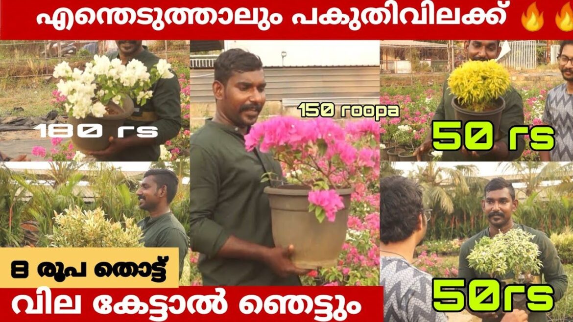ഇവിടെ നിന്ന് എന്തുചെടിഎടുത്താലും പകുതിവില മാത്രം | Best Nursery in Thrissur | ആദായവില്പന | Part1