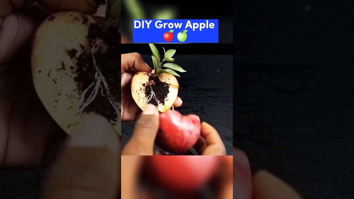 Grow Apple 🍎 Tree Easily #howto #growplants #apple #shortvideos Grow Apple 🍎 Tree Easily #howto #growplants #apple #shortvideos