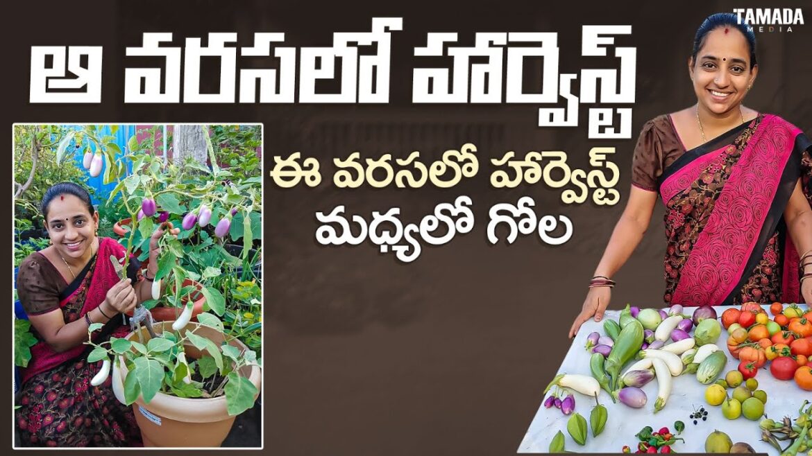 Rare variety vegetables Harvest || TELUGU GARDEN VLOG Rare variety vegetables Harvest || TELUGU GARDEN VLOG