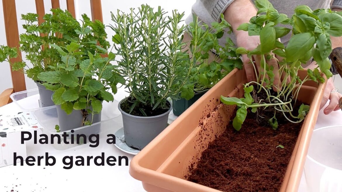 Creating a herb garden Creating a herb garden