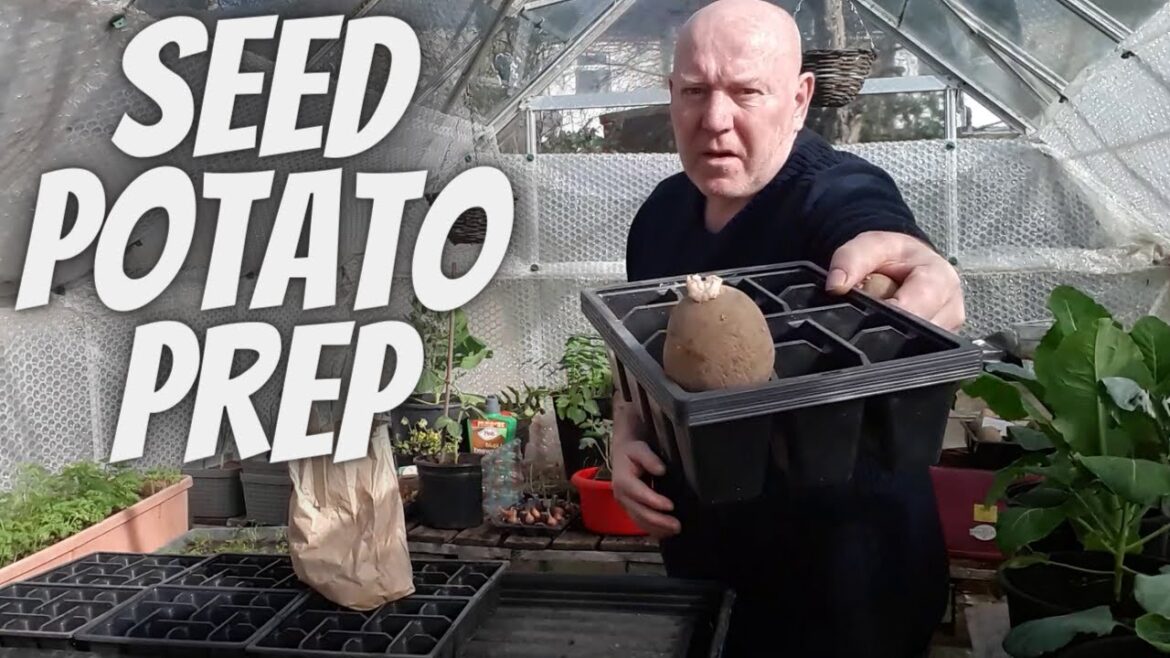 Prepping Seed Potatoes [Gardening Allotment UK] [Grow Vegetables At Home ]