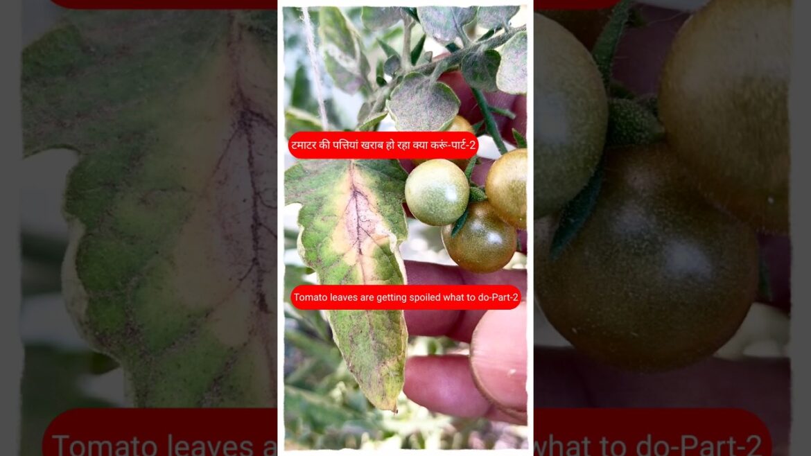 #shorts#gardeningtips & home gardening#garden ideas for beginners & grow vegetables at home-tomato #shorts#gardeningtips & home gardening#garden ideas for beginners & grow vegetables at home-tomato