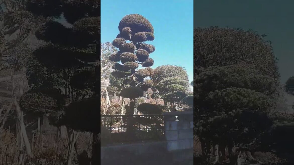 Japanese garden