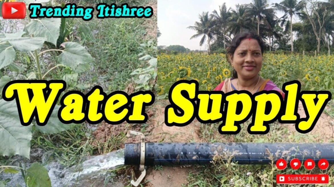 My farmhouse ll My happy moments ll sunflower garden ll water supply ll village gardenll odisha
