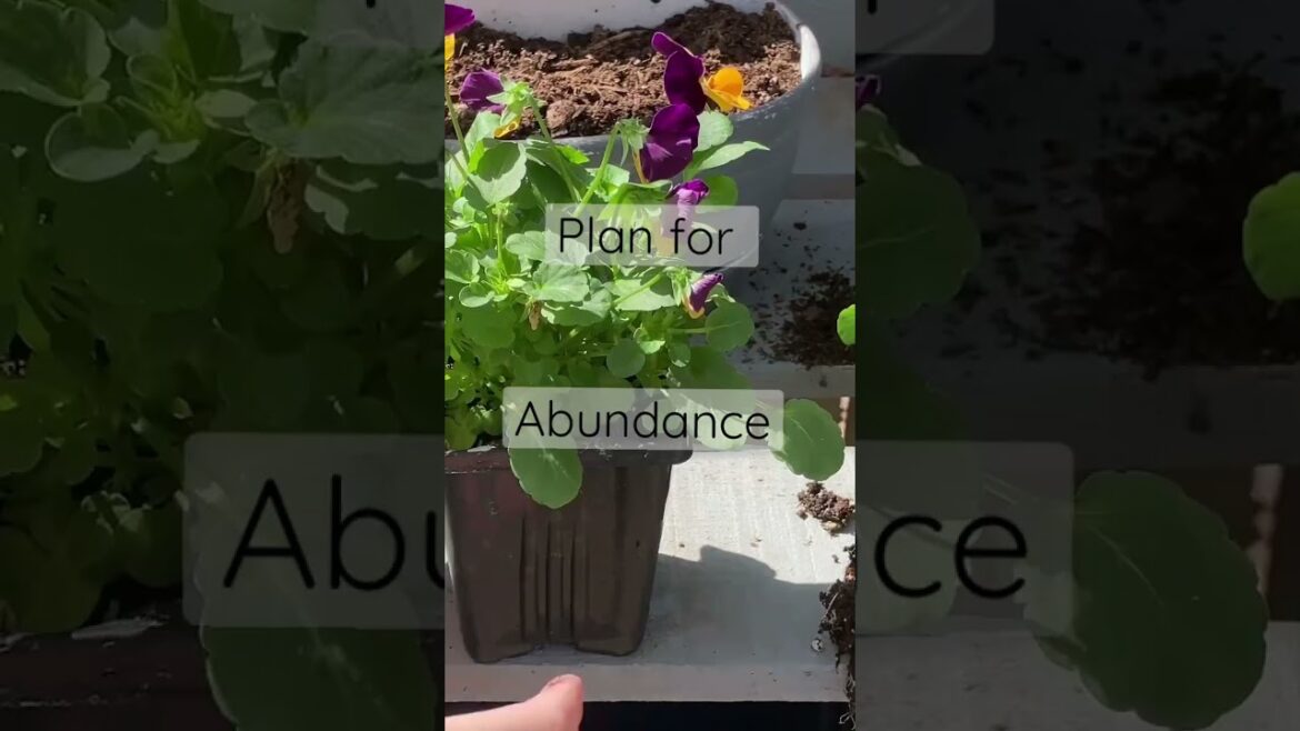 How to plant edible flowers. #gardening #edibleflowers #abundance