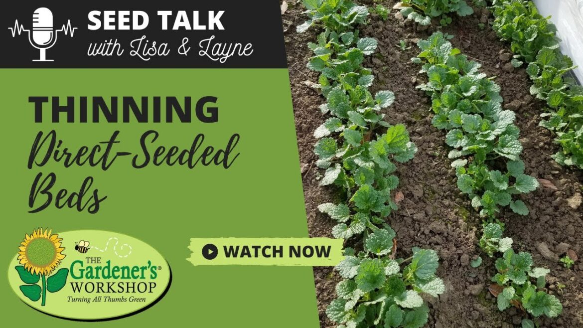 #27 – Thinning Direct-Seeded & Self-Sown Beds of Seedlings #27 - Thinning Direct-Seeded & Self-Sown Beds of Seedlings