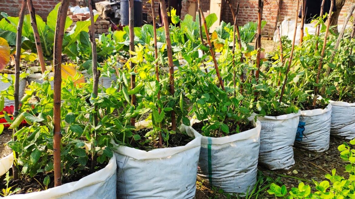 Use Plastic Bag Grow Pea At Home ||Organic vegetables||Organic Gardening
