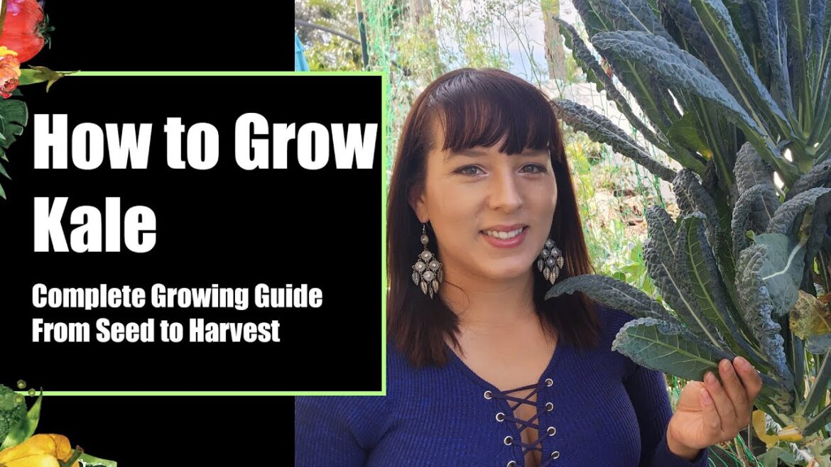 How to Grow Kale from Seed to Harvest #kale #sowingseeds #garden #vegetablegarden #homegrown #plants