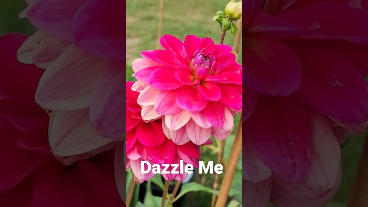 🌸🌺Dreaming of Dahlias  -  Dazzle Me - I grew these beautiful flowers in a container on my deck.