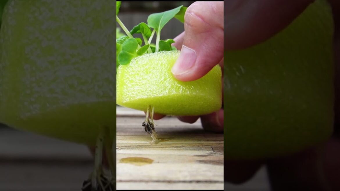 Growing Plants in Used Milk Jugs with Cheap & Easy Hydroponics Growing Plants in Used Milk Jugs with Cheap & Easy Hydroponics