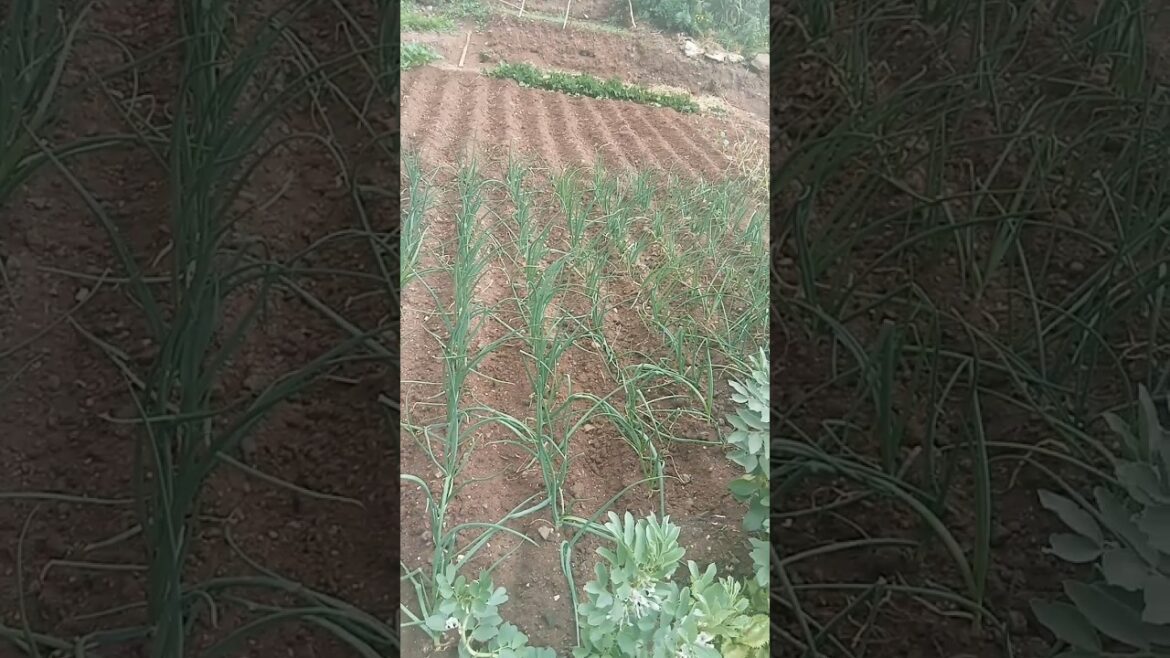 Amazing and organic vegetable farm#shorts #youtube#2023