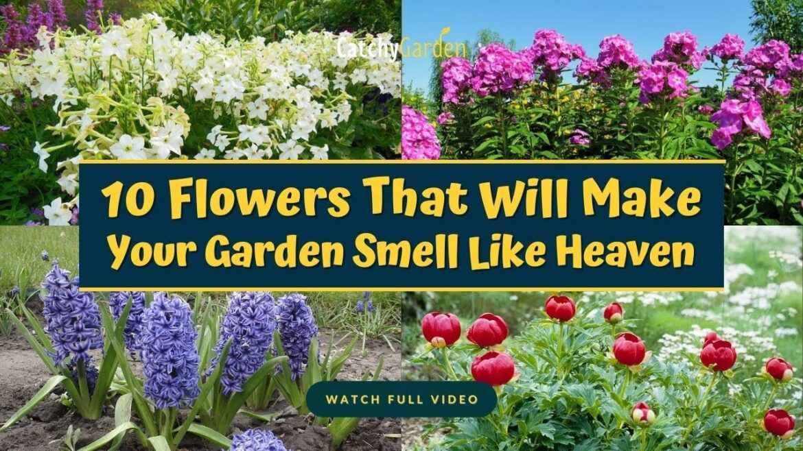 10 Flowers That Will Make Your Garden Smell Like Heaven 🌻🌷🌹 10 Flowers That Will Make Your Garden Smell Like Heaven 🌻🌷🌹