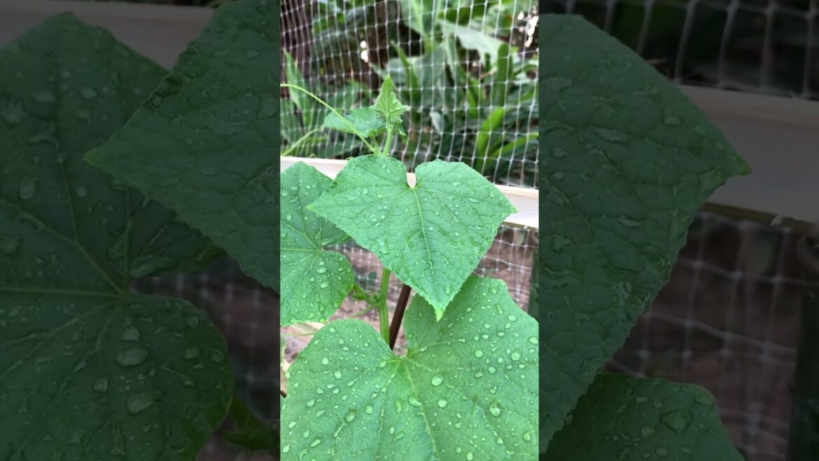 happened with garden at home happened with garden at home
