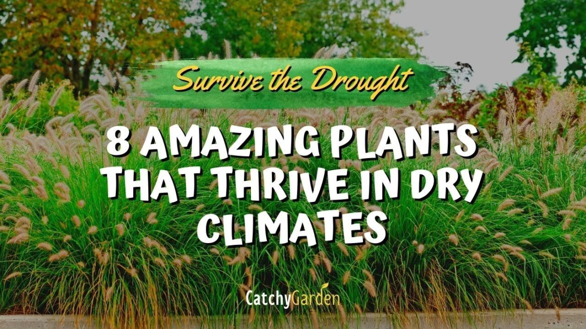 Survive the Drought: 8 Amazing Plants That Thrive in Dry Climates 🌺🥀🌸