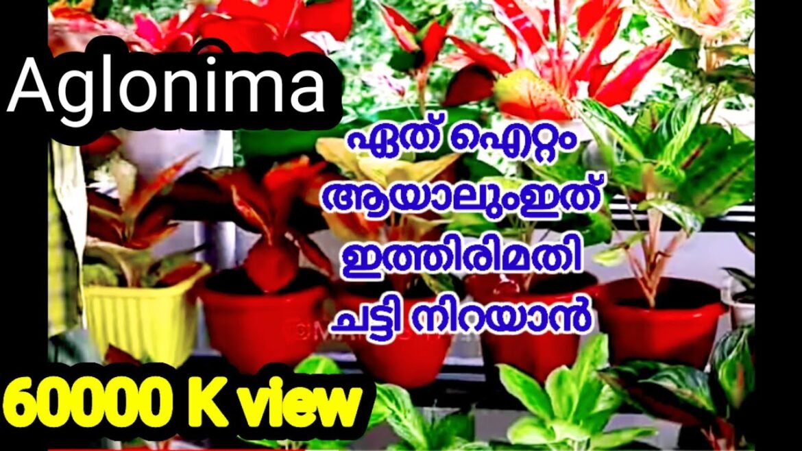 ✌️😳 Agloanima Plant  Fast Growth Tips And Tricks | Aglonima Complete Care Tips | Viral Garden Tips