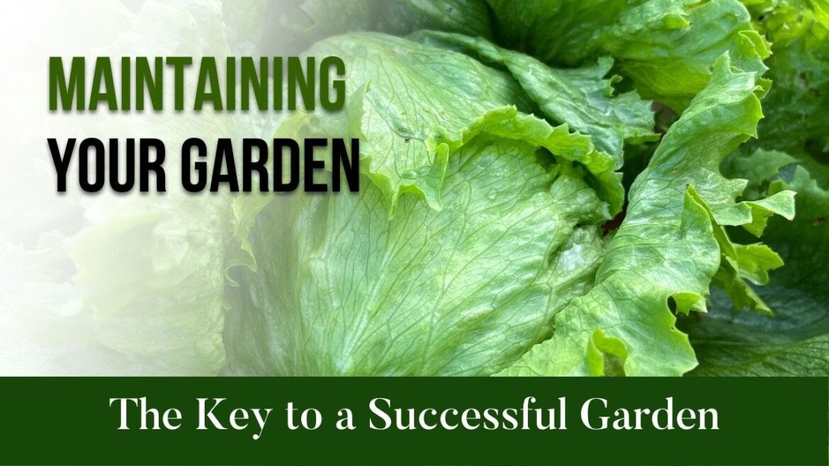 Maintaining Your Garden The Key to a Successful Garden Maintaining Your Garden The Key to a Successful Garden