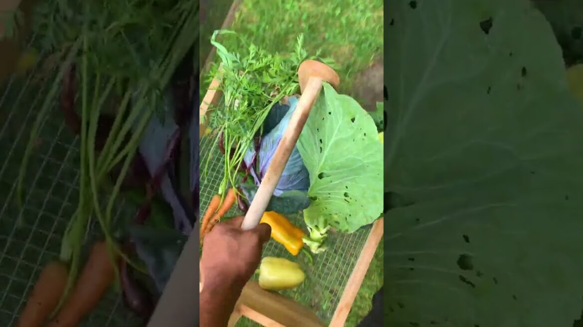 Using fresh ingredients from the garden to make fermented curtido