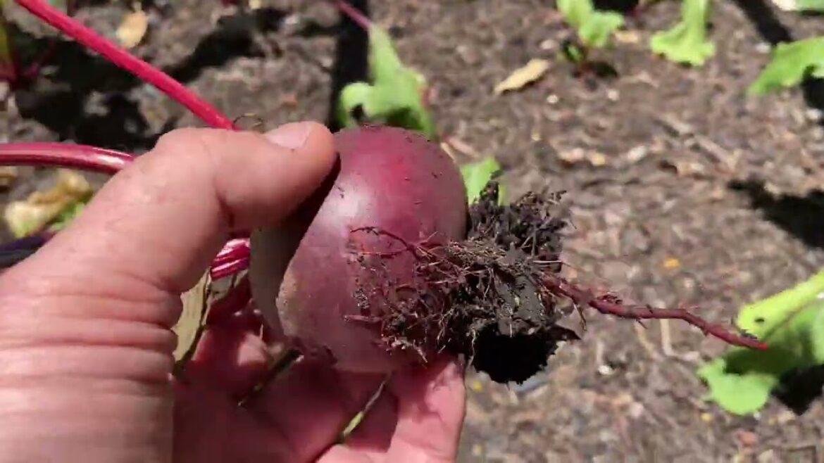 January 2023 Edible Garden Tour