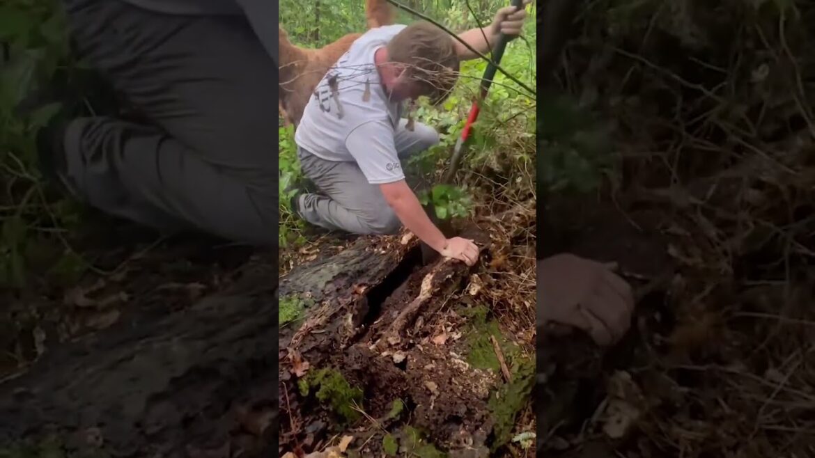 Couple Rescues Hound Stuck Inside Dead Tree