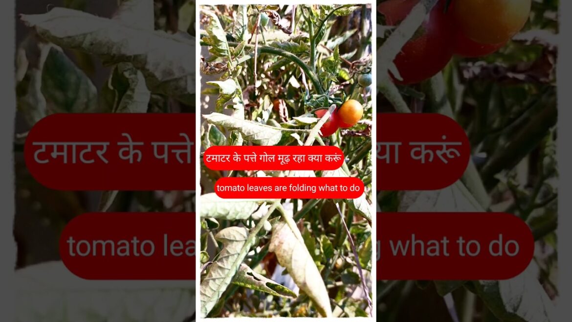 #shorts#gardeningtips & home gardening#garden ideas for beginners & grow vegetables at home-tomato #shorts#gardeningtips & home gardening#garden ideas for beginners & grow vegetables at home-tomato