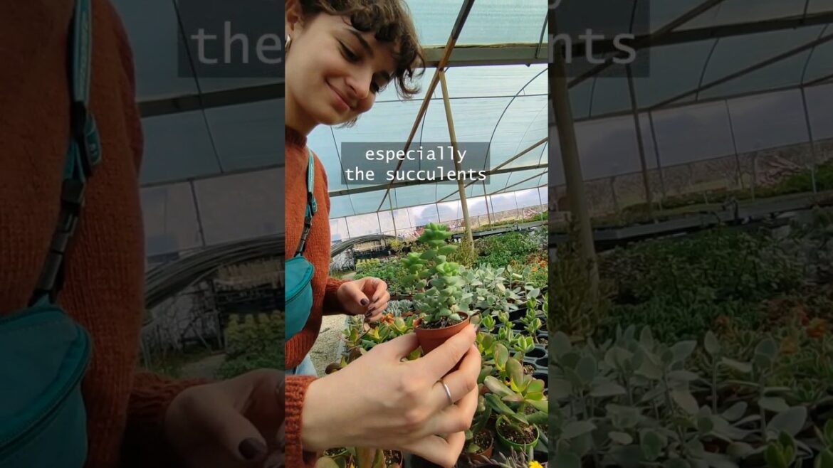 Colorful Greenhouse Trip #shorts #gardening #succulent #plants