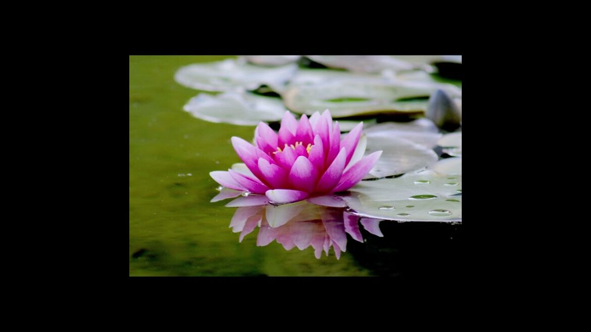 LIFE CHANGING 2 hrs Japanese Zen Garden sound for Positivity, Emotional Balance, Spiritual Cleansing LIFE CHANGING 2 hrs Japanese Zen Garden sound for Positivity, Emotional Balance, Spiritual Cleansing