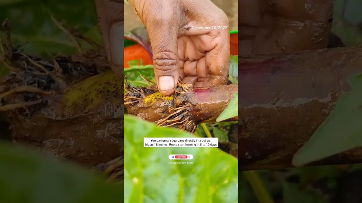 Grow Organic Sugarcane In Container Pot|गमले में उगाये ऑर्गेनिक गन्ना|#ashasgardenstory#shorts